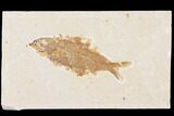 Fossil Fish (Knightia) - Wyoming #109960-1